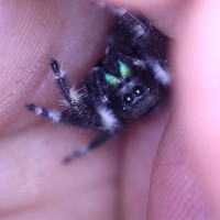 Phidippus audax