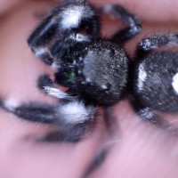 Phidippus audax