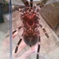 Acanthoscurria geniculata