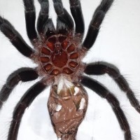 Male or female?