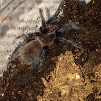 Brachypelma Vagans | Arachnoboards