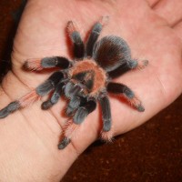 Brachypelma emilia