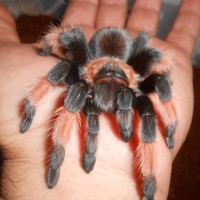 Brachypelma emilia