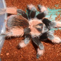 Brachypelma emilia