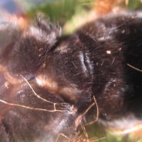 B. boehmei