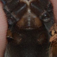 B. boehmei