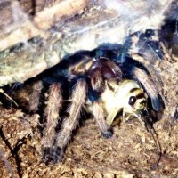 Chromatopelma cyaneopubescens