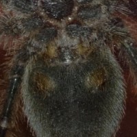 G. pulchra