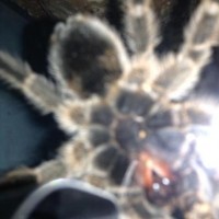 G. rosea