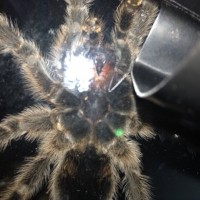 G. rosea