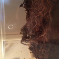 Theraphosa stirmi