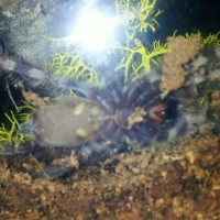 P. tigrinawesseli