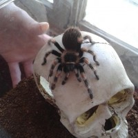 Brachypelma smithi