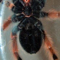 B. boehmei