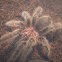 g. rosea male 05.20 2