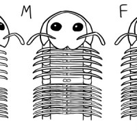 Millipede Sexing Diagram