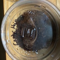 Brachypelma Albopilosum