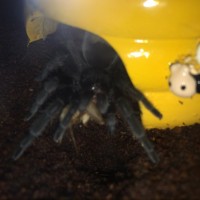 Grammostola Pulchra