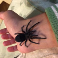 Grammostola Pulchra