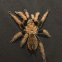 Aphonopelma New river rust rump