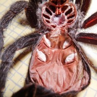 G. Pulchra Sheds