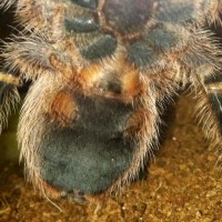 G. pulchripes