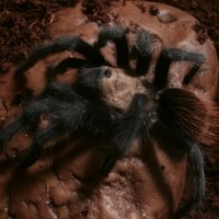 Brachypelma Albiceps