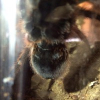 G. Rosea M or F??