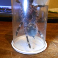 Acanthoscurria geniculata