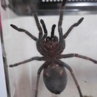 mexican red knee tarantula (brachypelma smithi)