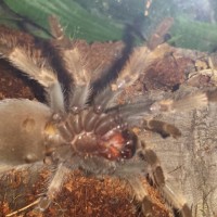 unsexed b smithi