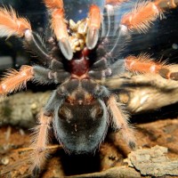 Brachypelma boehmei