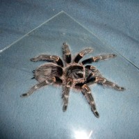 Grammostola pulchripes