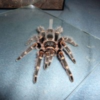 Grammostola pulchripes