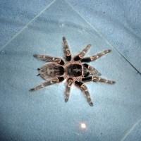 Grammostola pulchripes