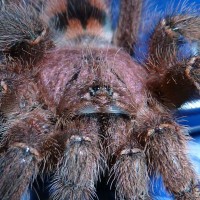 Avicularia minatrix