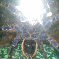 is my gbb male or female?