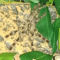 0.1 p. smithi juvenile about 4"