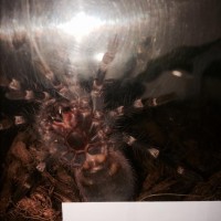 A geniculata