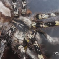 P. Regalis AF