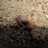 Eremobates Sp. Camel Spiders