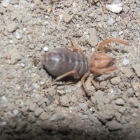 Eremobates Sp. Camel Spiders