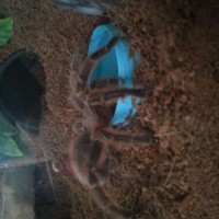 Joplin the G. Rosea