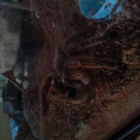 Joplin the G. Rosea