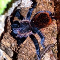 Brachypelma vagans