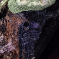 Avicularia purpurea