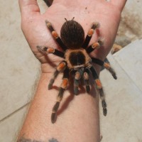 Brachypelma smithi