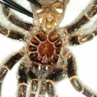 G. pulchripes