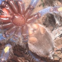 P. metallica 4inches M or F