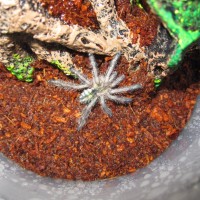 Avicularia diversipes / Amazon Sapphire Pink Toe